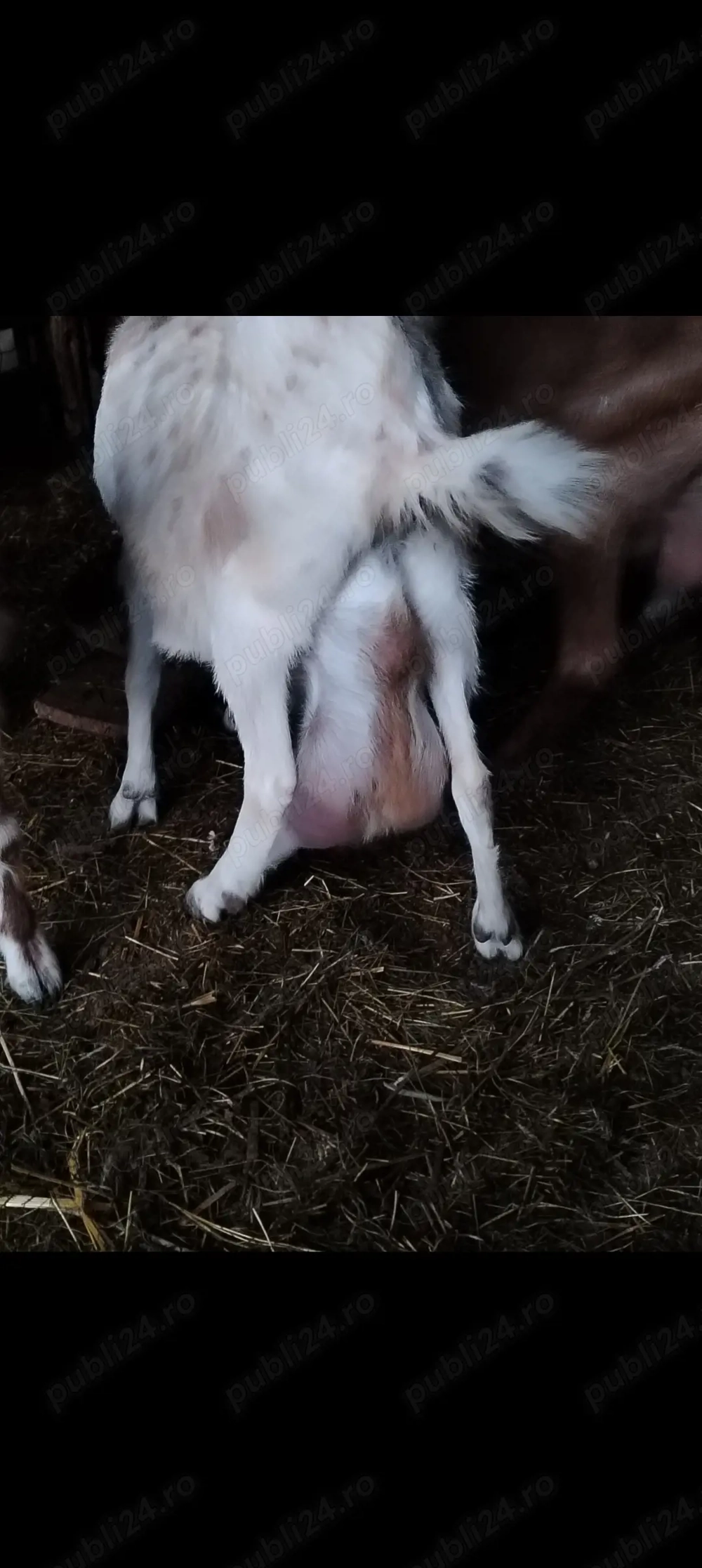 Capra 3 l la mulsoare