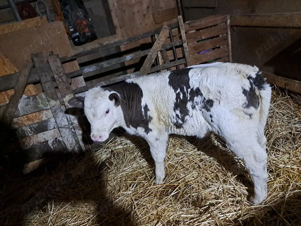 vind o vitea belga de aproape 2 saptamini.