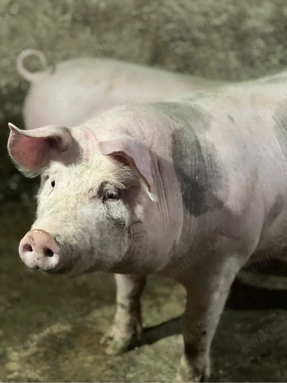 Porci pietrain de vânzare