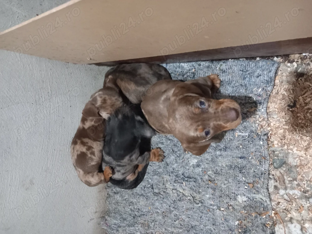 Căței Teckel Arlechin ciocolatiu merle tekel dachshund 