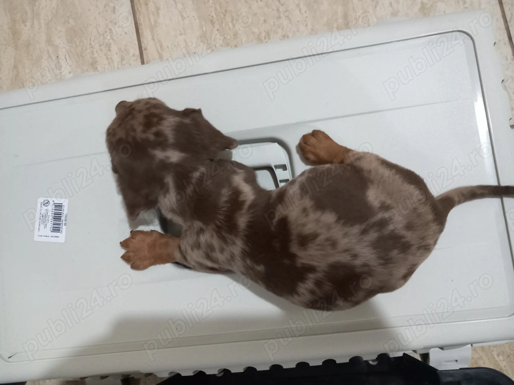 Căței Teckel Arlechin teckel dachshund 