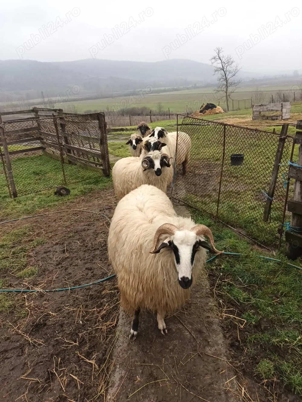 Vând mioare breze!!!