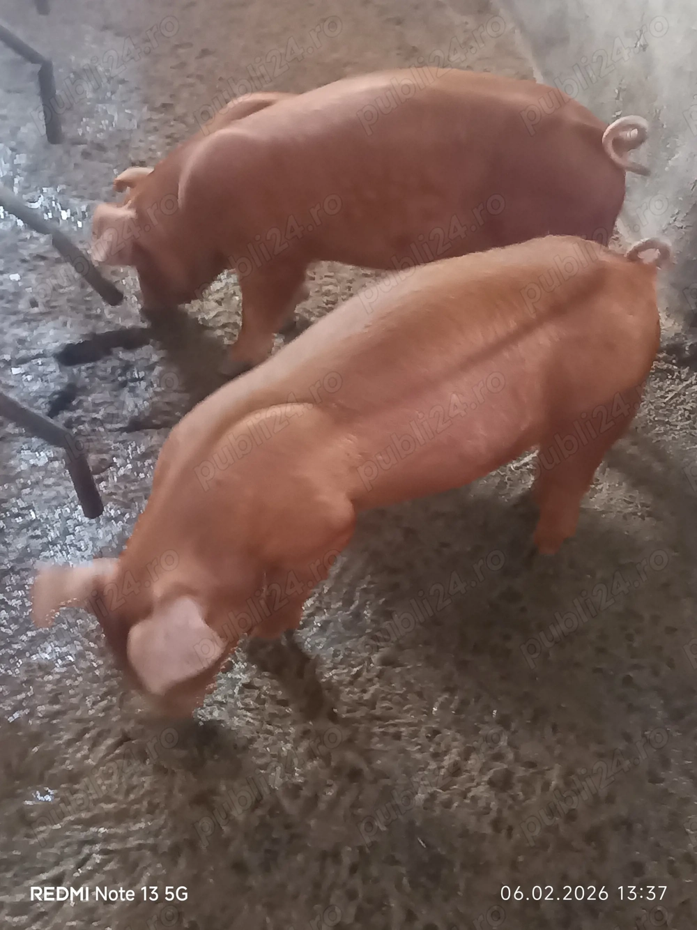 Purcei și grăsuni pentru doritori 