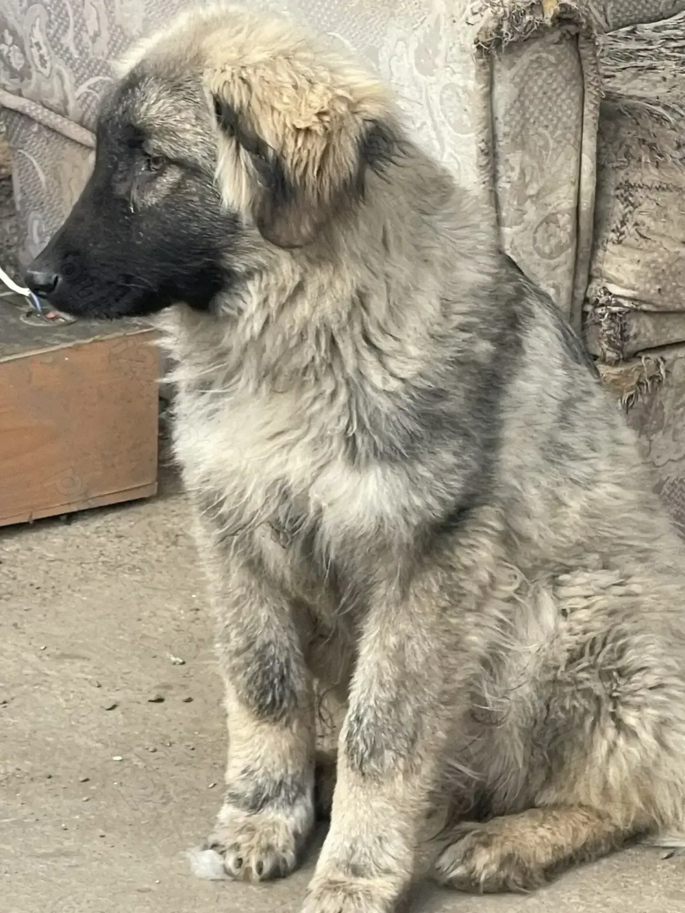 Pui de aproape 5 luni