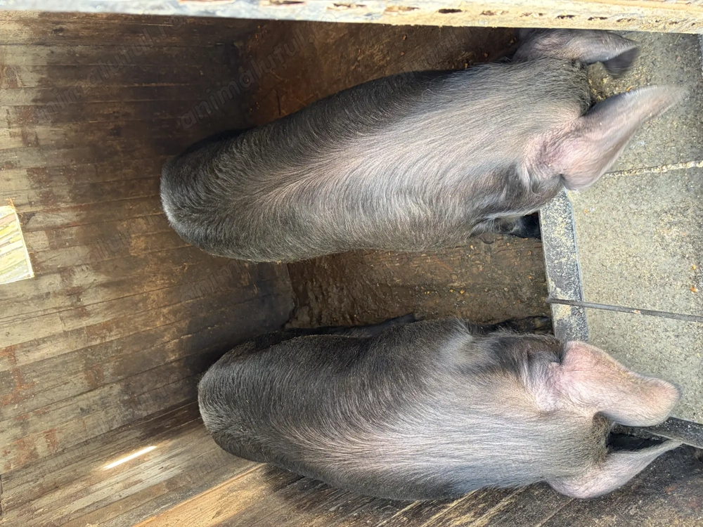 Vând porc de 100, respectiv 200 de kilograme 