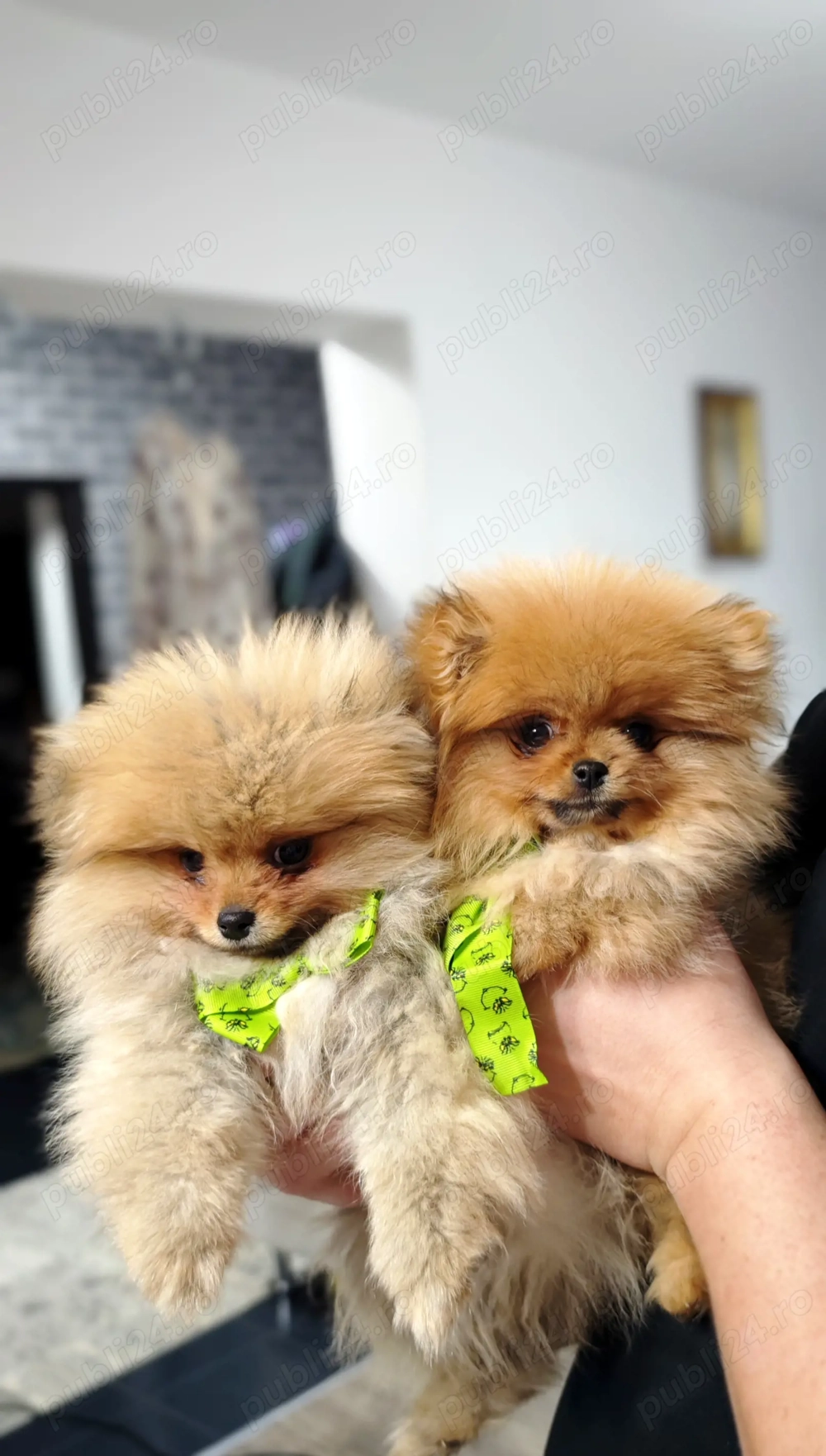 Pomeranian Mini Teddy maro 