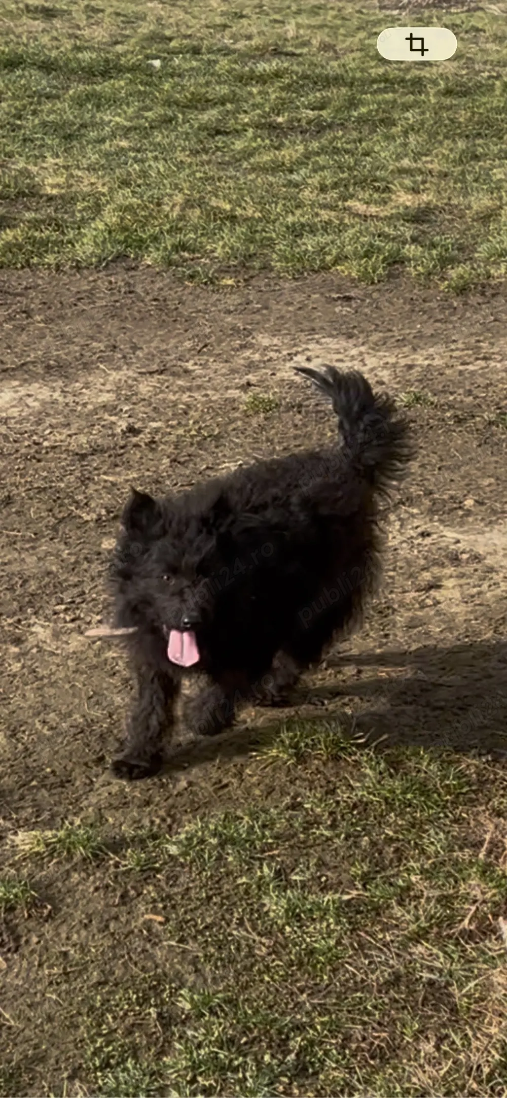 femela de intors oi capre 