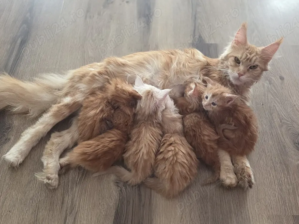 Pisici rasa maine coon