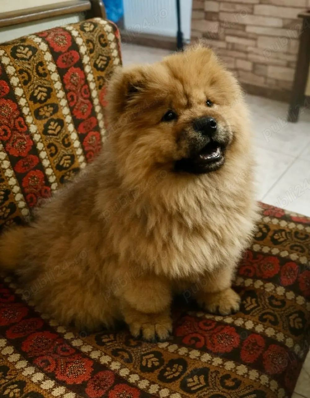 Vand catel Chow Chow 