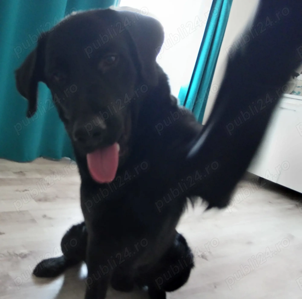 Donez labrador mascul