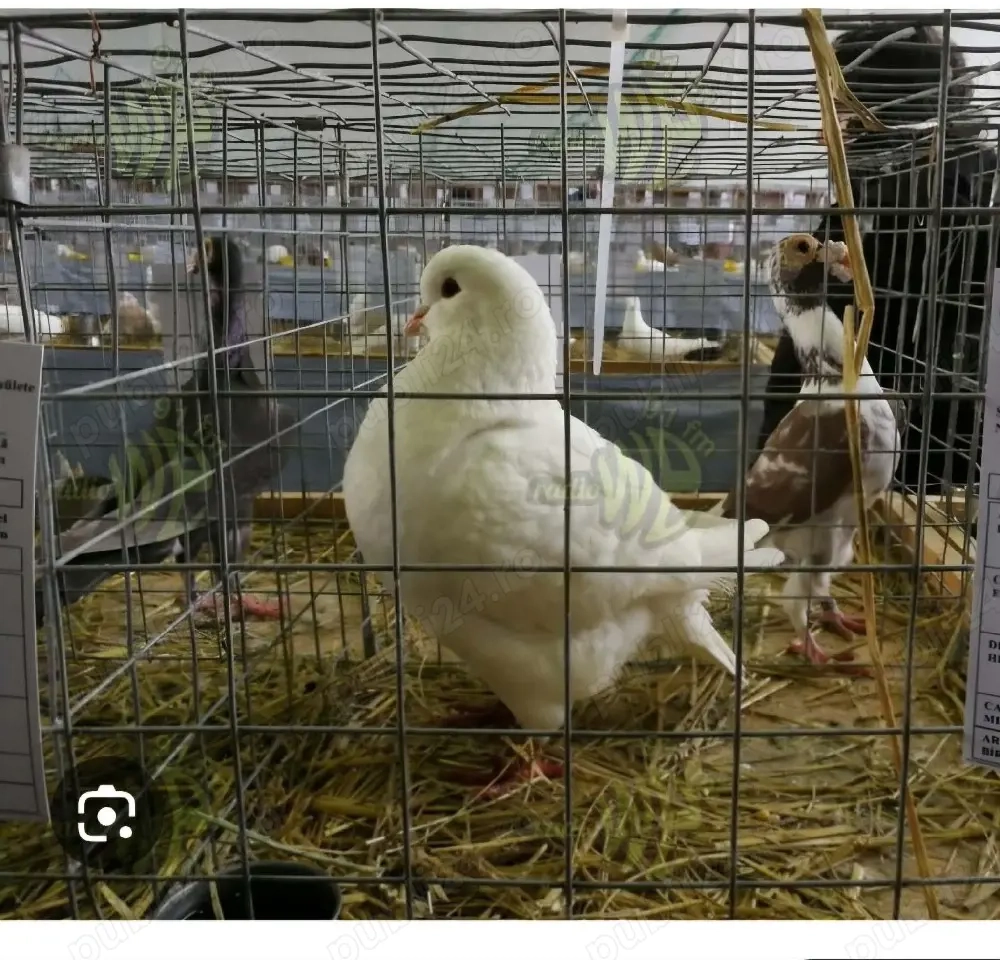 vand schimb kingi cu porumbei voiajori sau ornament nam transport 