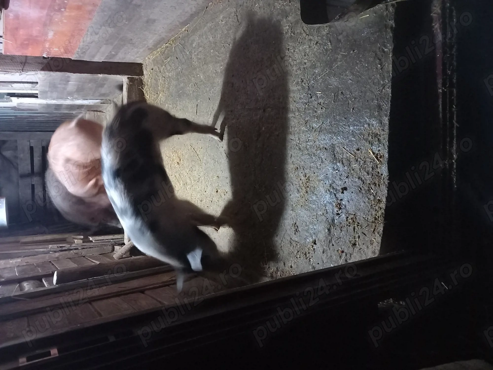 Porci si grăsuni de vânzare 