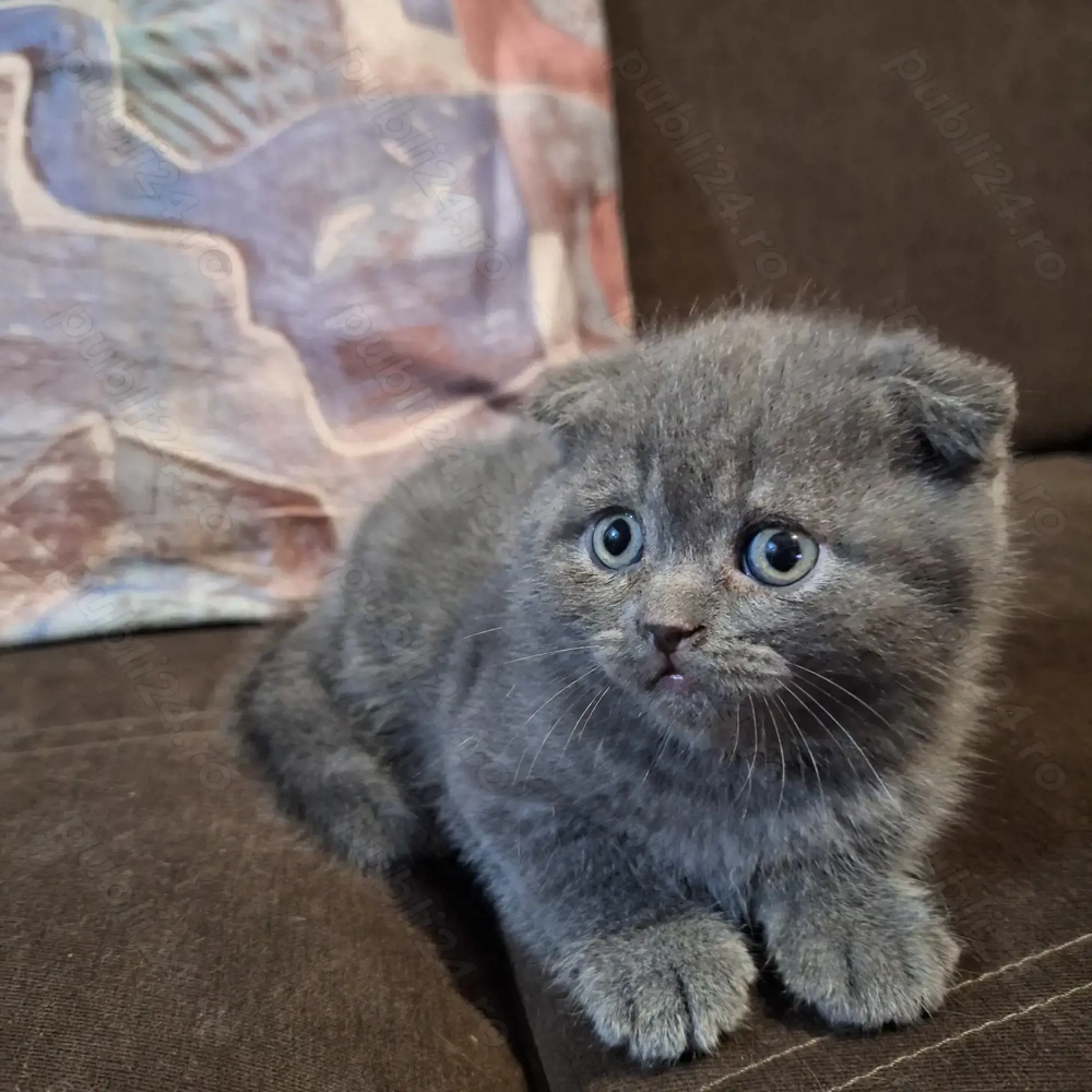 Pui Scottish Fold 
