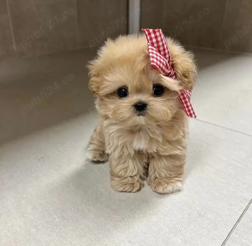 Maltipoo Mini Toy Apricot 