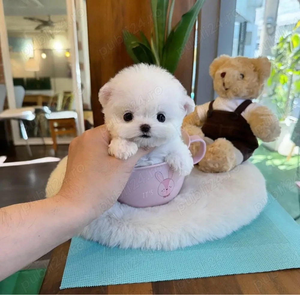 Bichon Maltez Mini Toy 
