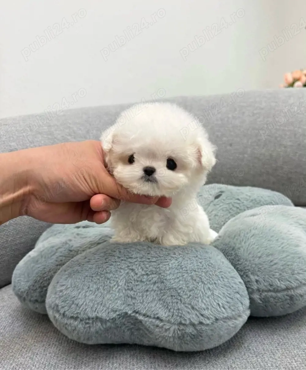 Bichon Maltez Mini Toy 