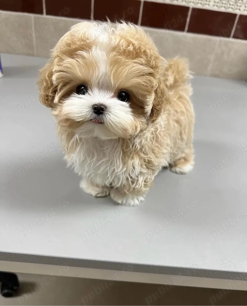Cavalier King Charles Cavapoo Mini Toy