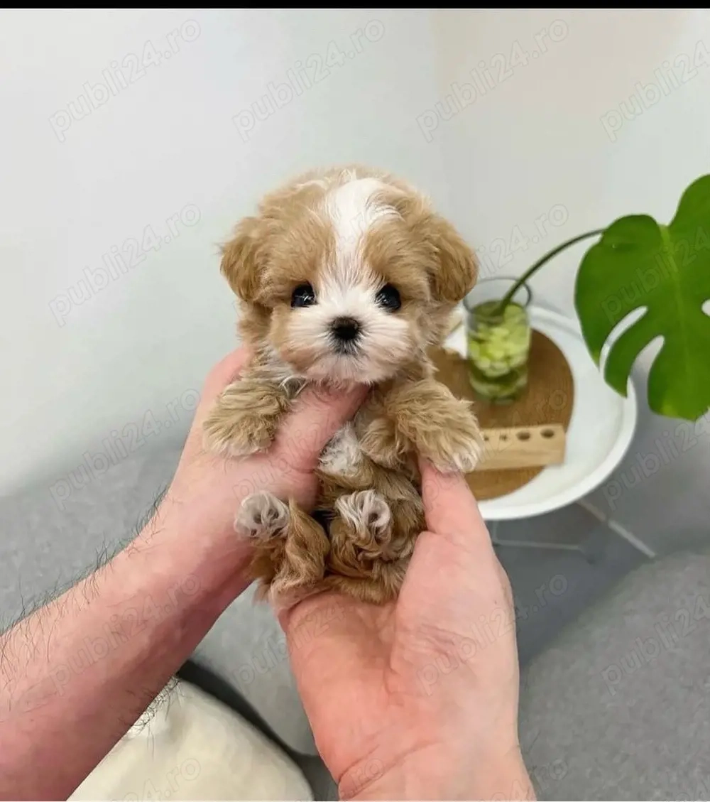 Maltipoo Mini Toy 