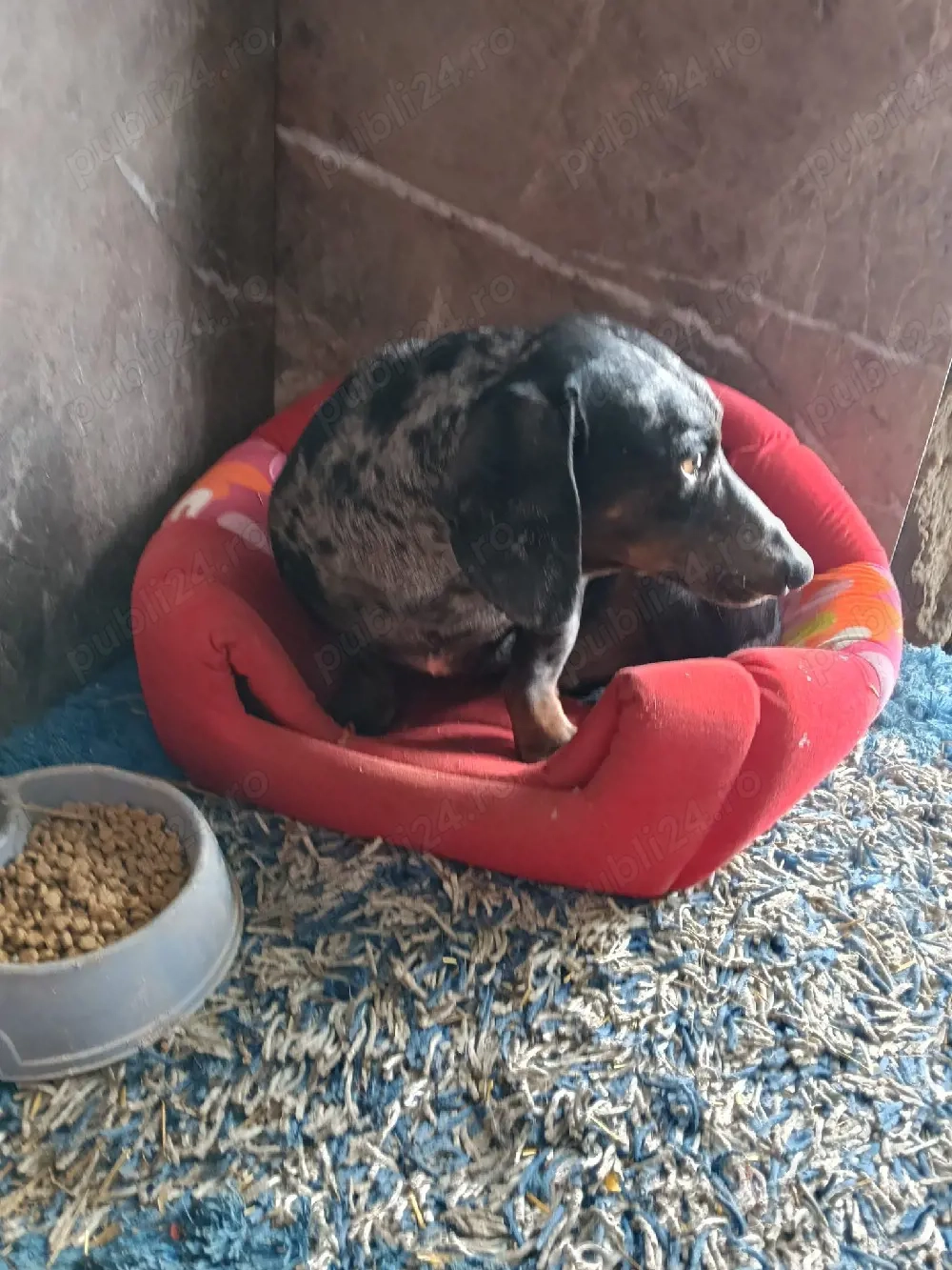 Mascul Teckel  Arlechin 