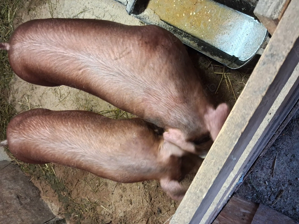 Scroafe duroc pentru reproductie