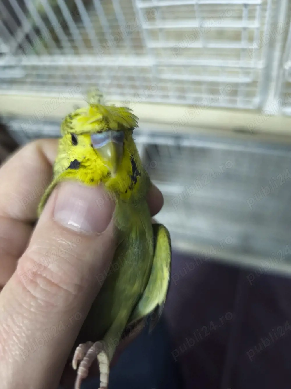 Peruși hogoromo schimb