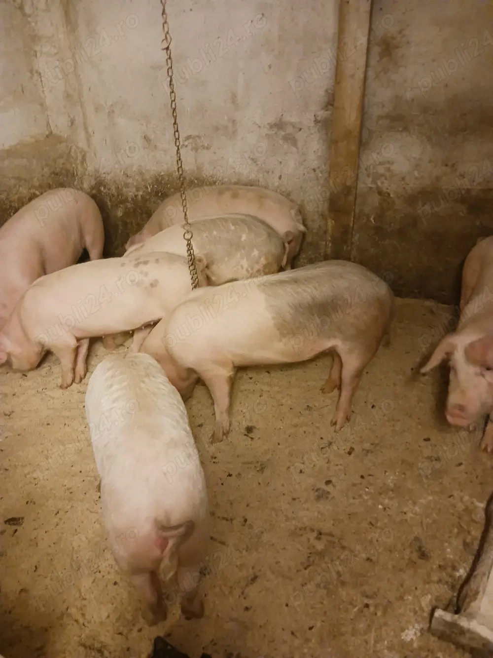 vând purcei. 280 lei.porci 7 lei