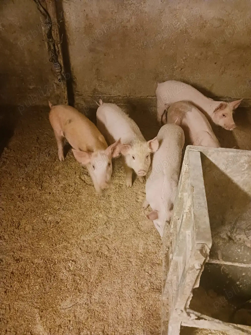 vând purcei. si porci diferite mărimi 