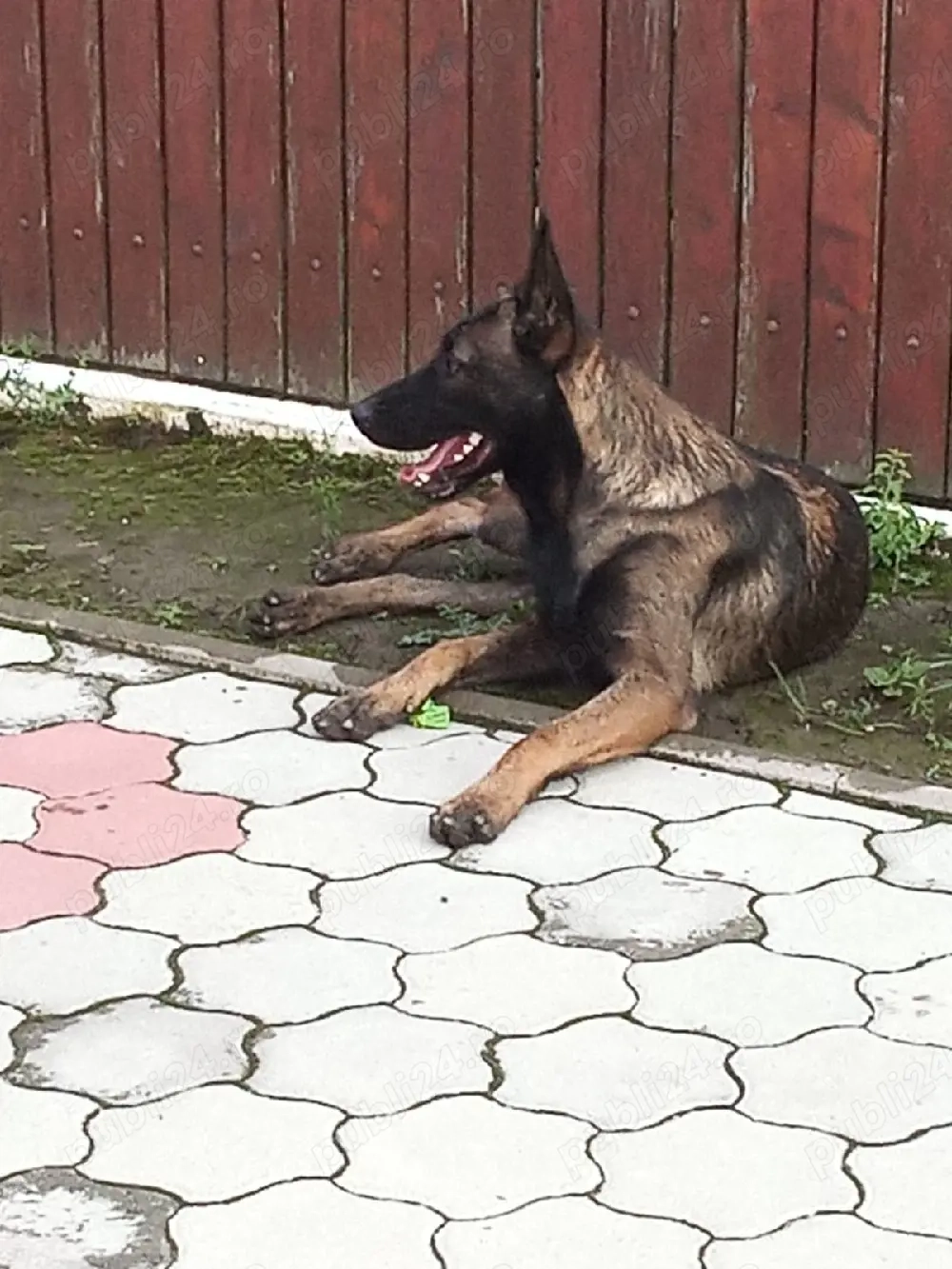 Caine mascul, Ciobanesc Belgian Malinois