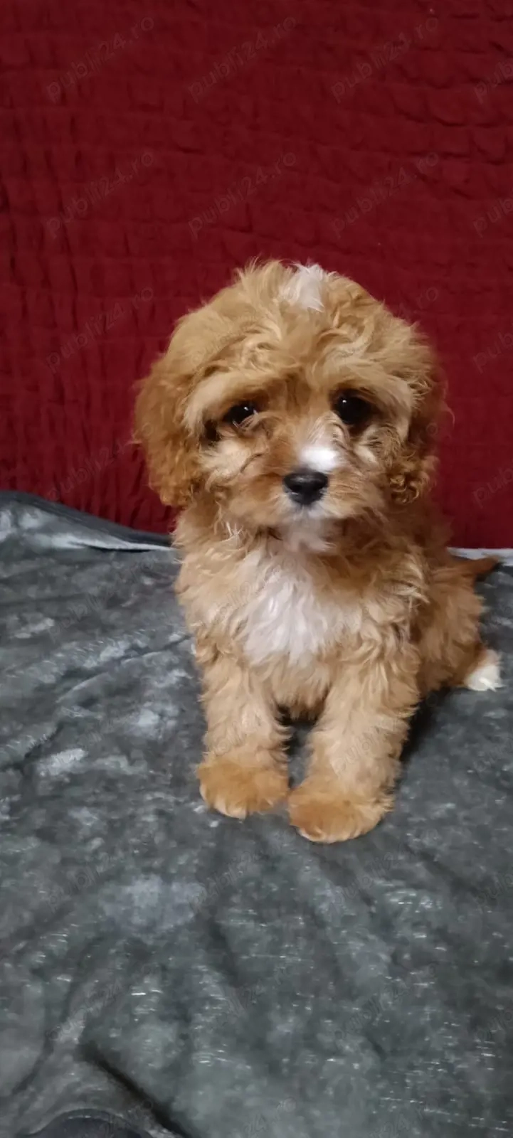 Catel Cavapoo
