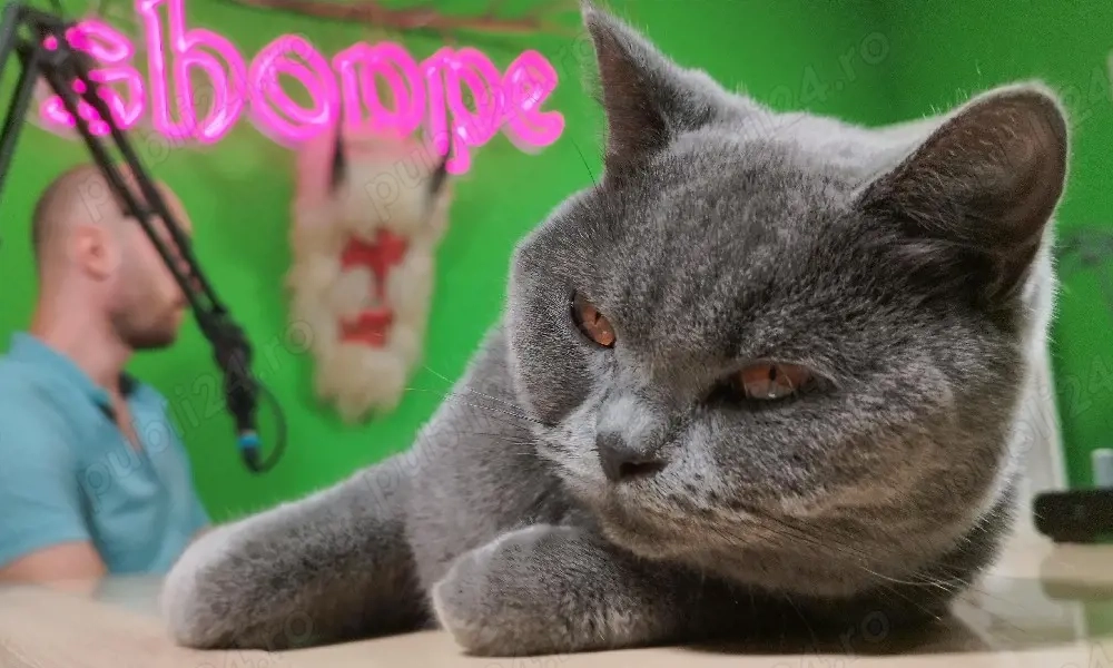 British schorthair blue.