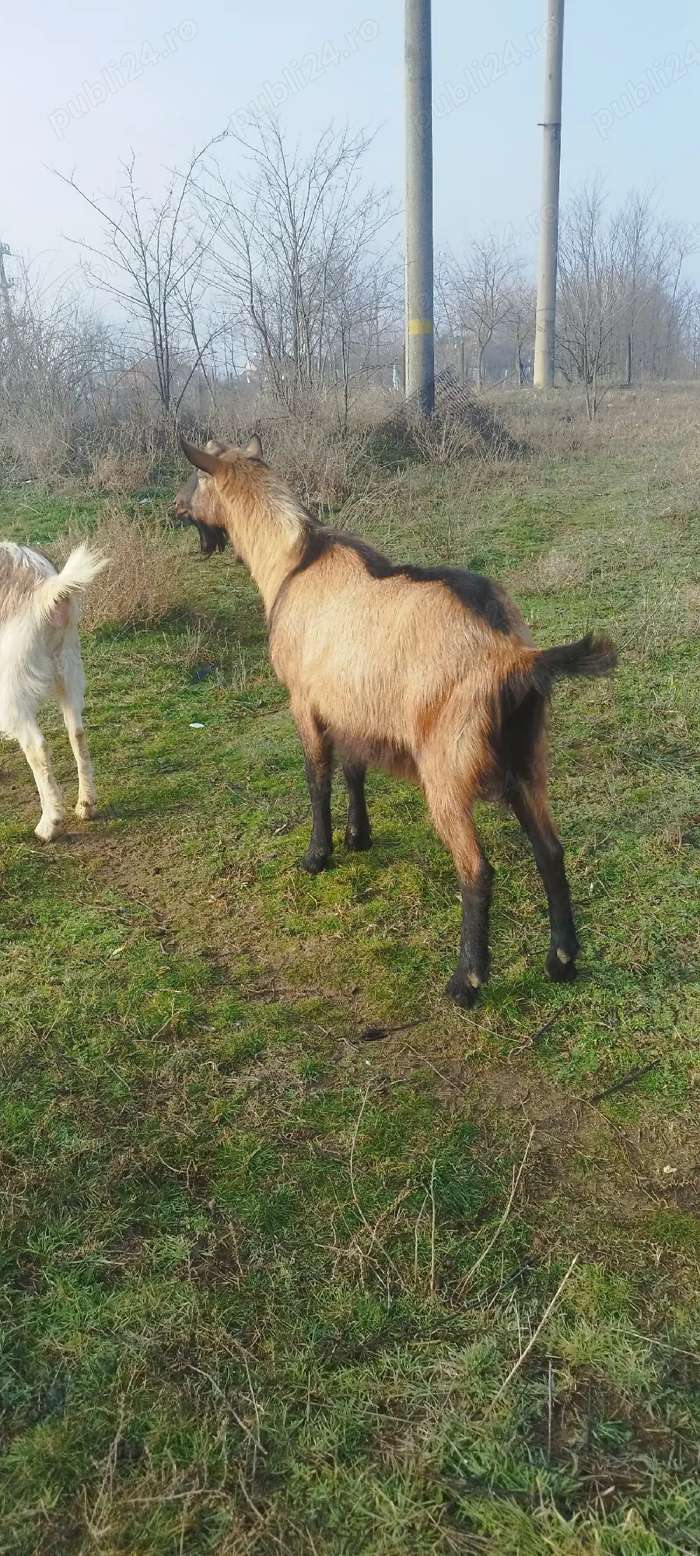 Vand tap alpin francez ciut 