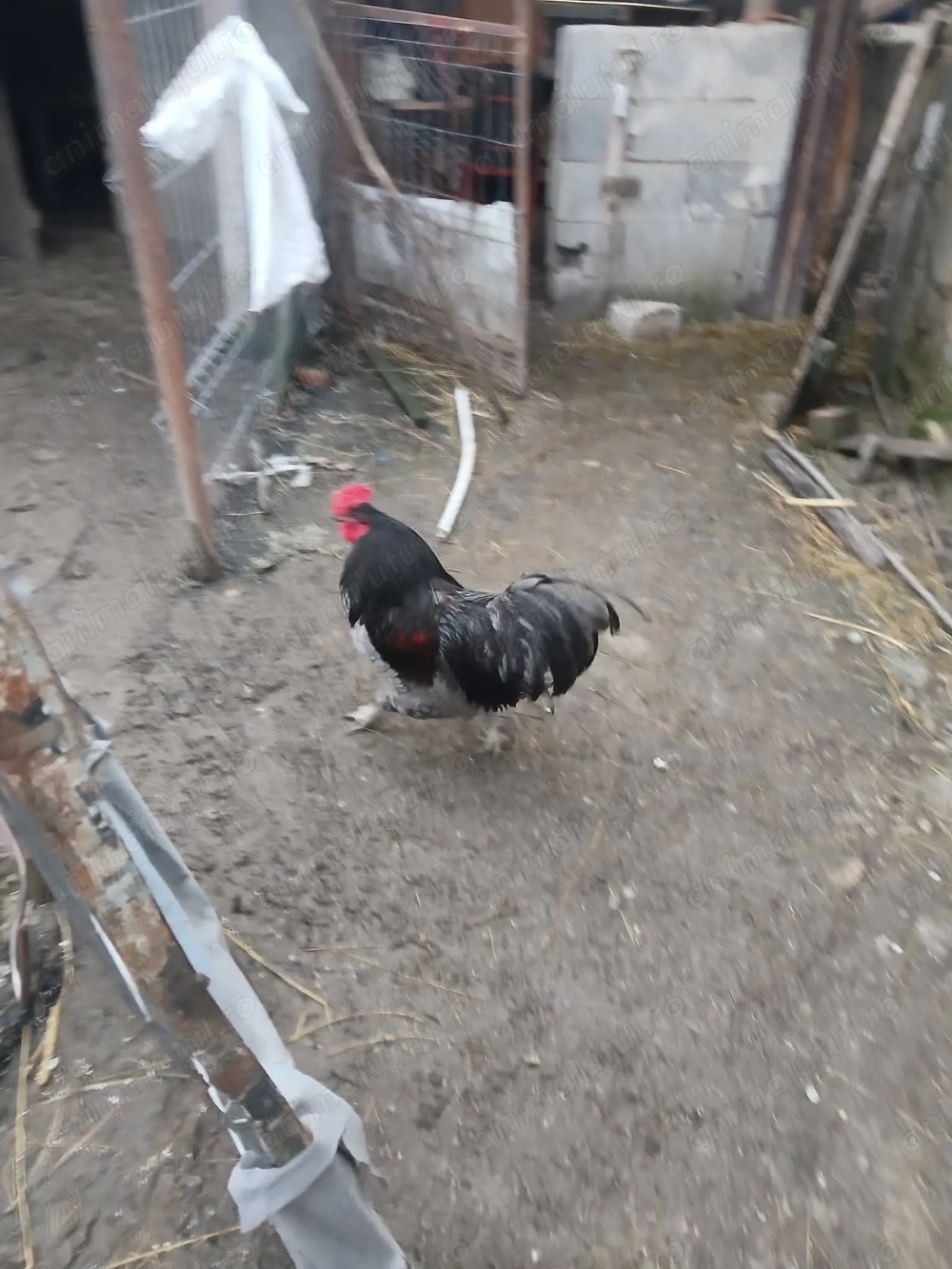 Vindem sau schimbam.cu vitel.sugar.