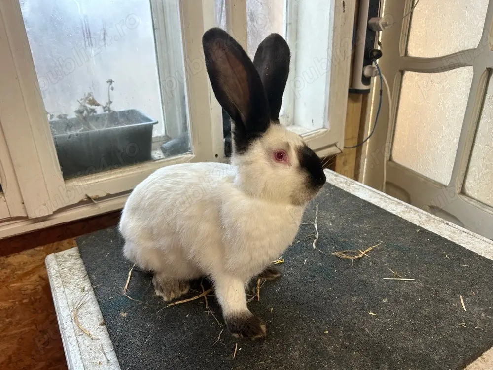 Urias de Transilvania