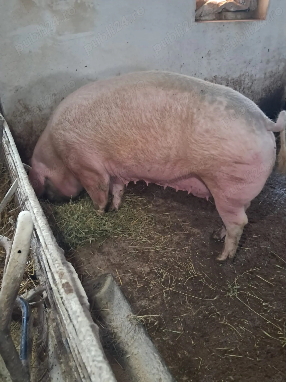 Vand scroafa Landrace