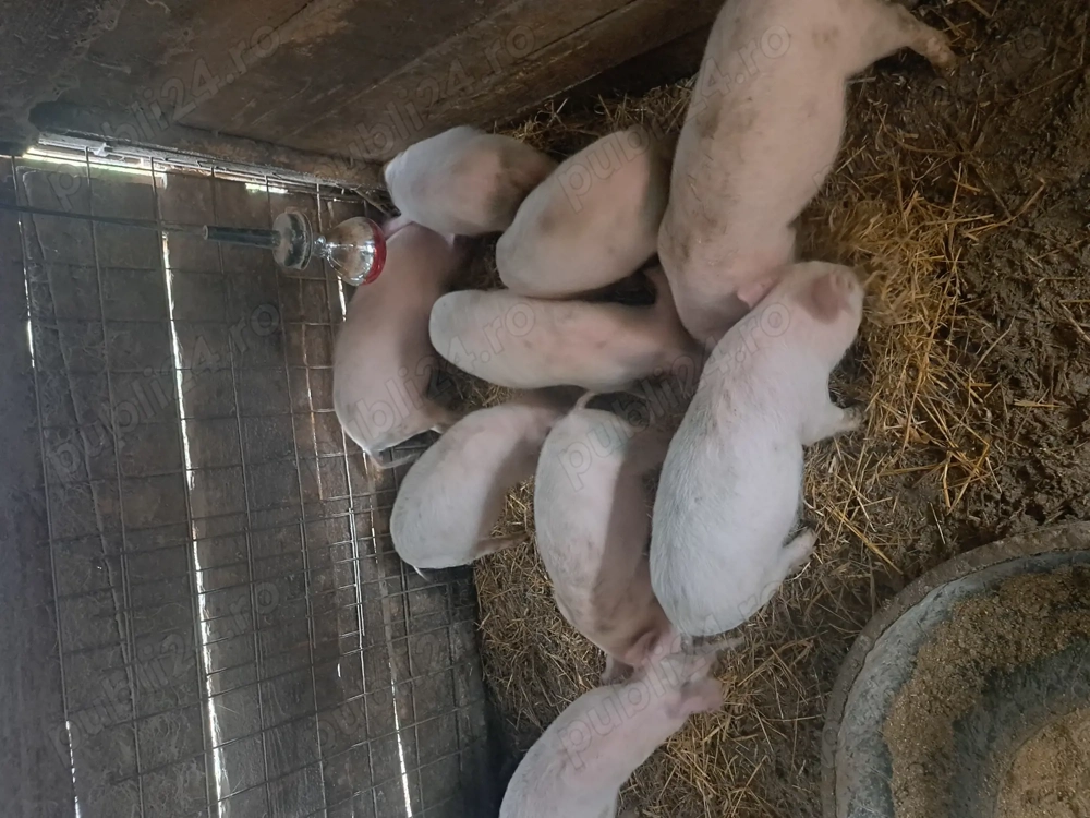 Purcei de 9 săptămâni 