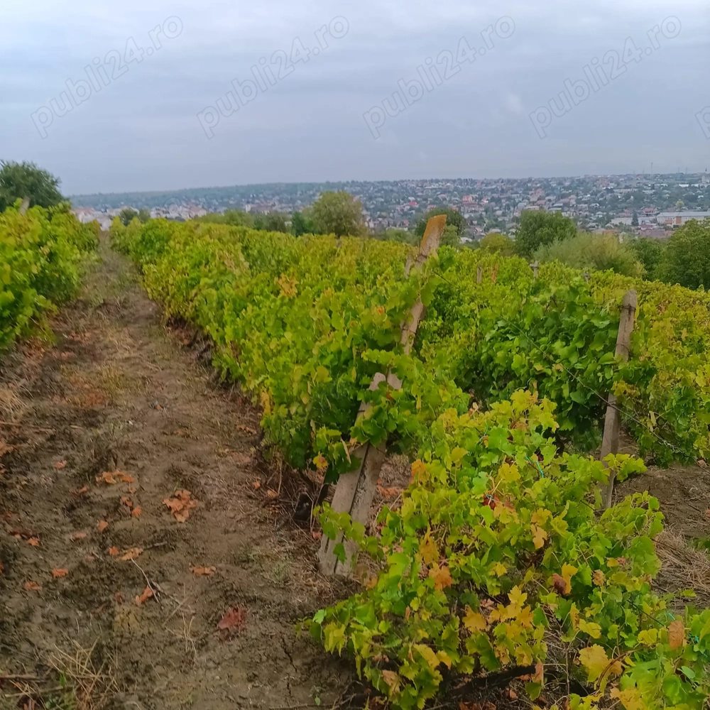 Oportunitate în Huși   teren 1250 mp cu vie pe rod, îngrijită 