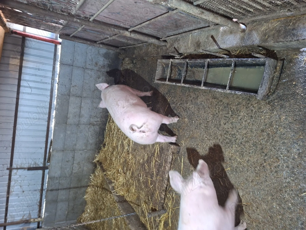 Vind porci rel la tel