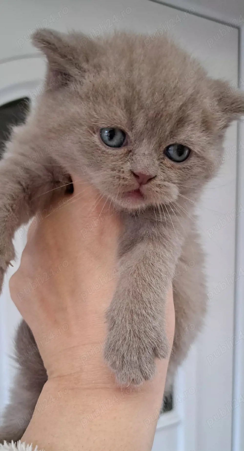 British shorthair lilac 