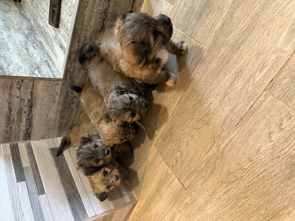 Bichon havanez 450 lei