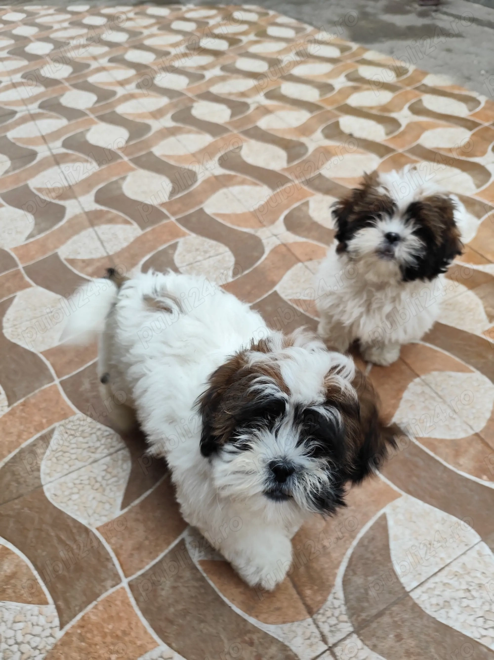 Shih-tzu puiuți 