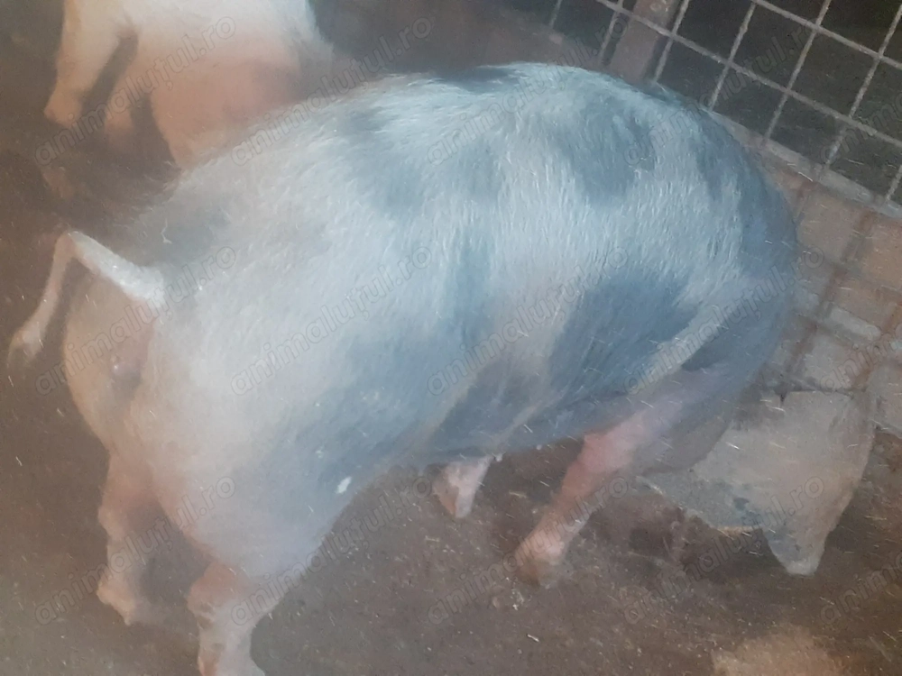 Porci de vanzare 