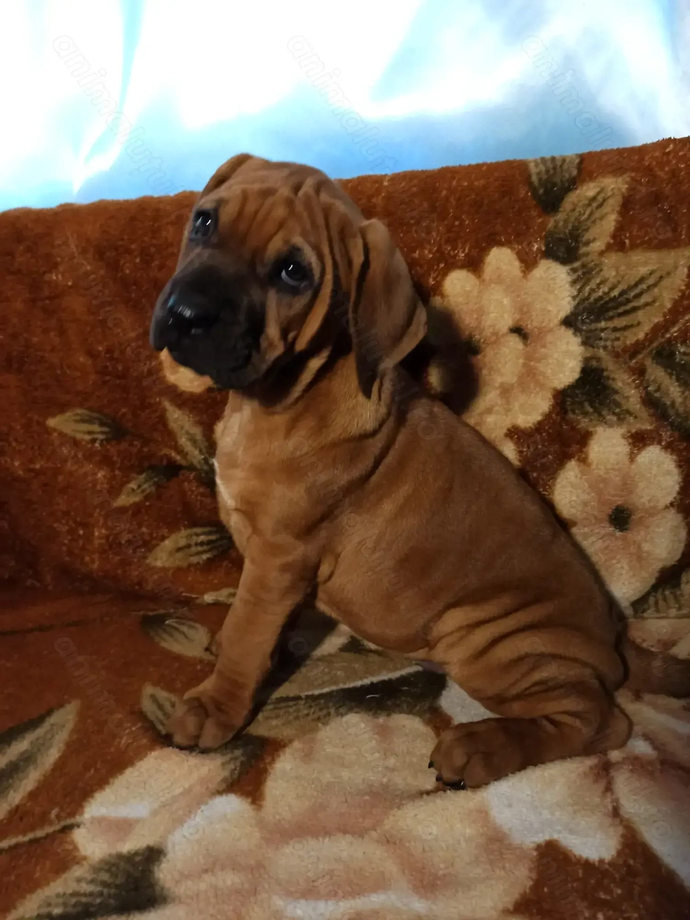 Pui Tosa cu pedigree