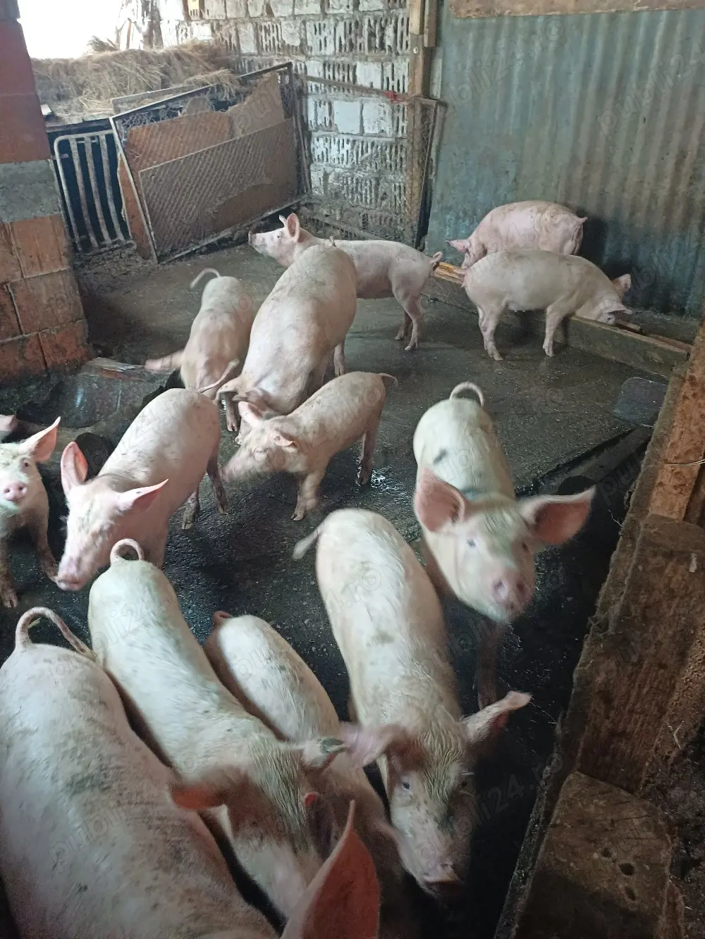 Vand purcei diferite greutati