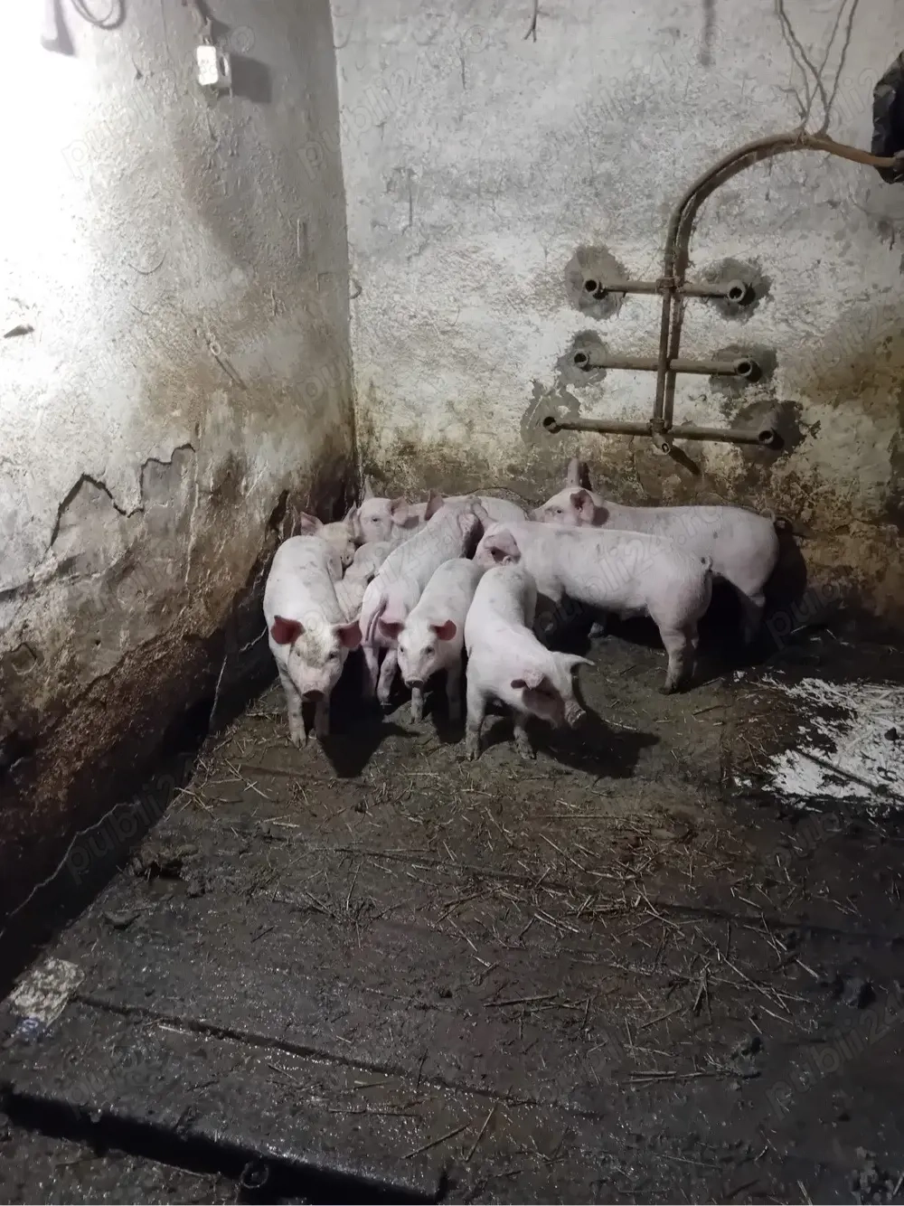 Purcei de vanzare de 8 saptamani