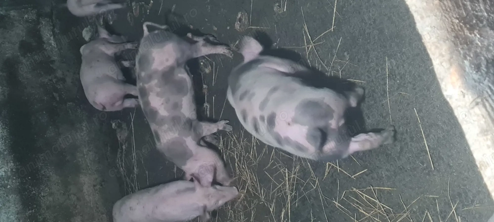 Purcei Landrace Pietrain 