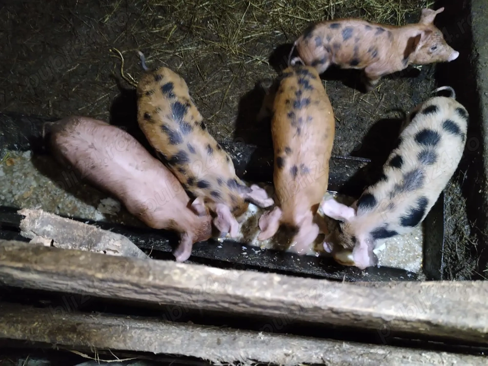 Purcei rasa pietrain