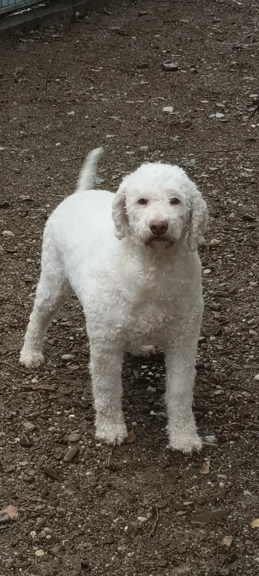 vand caine de trufe lagotto romagnolo cu pedigree