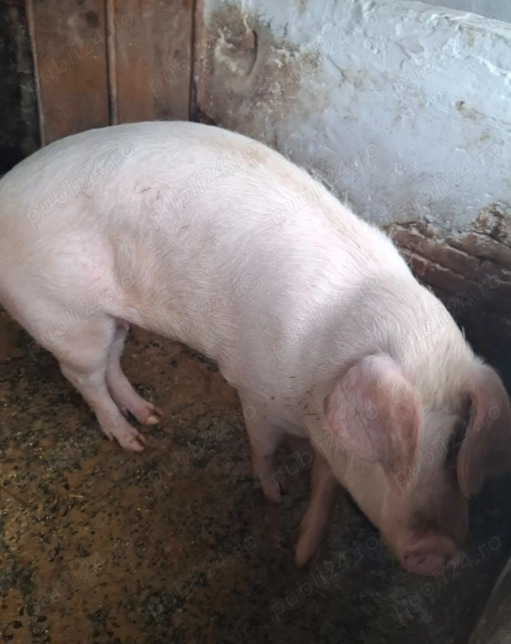 Vand scrofita grasa 12 lei kg 