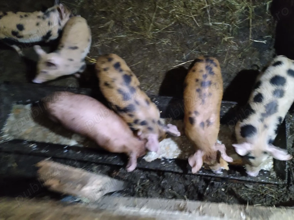 Purcei rasa pietrain