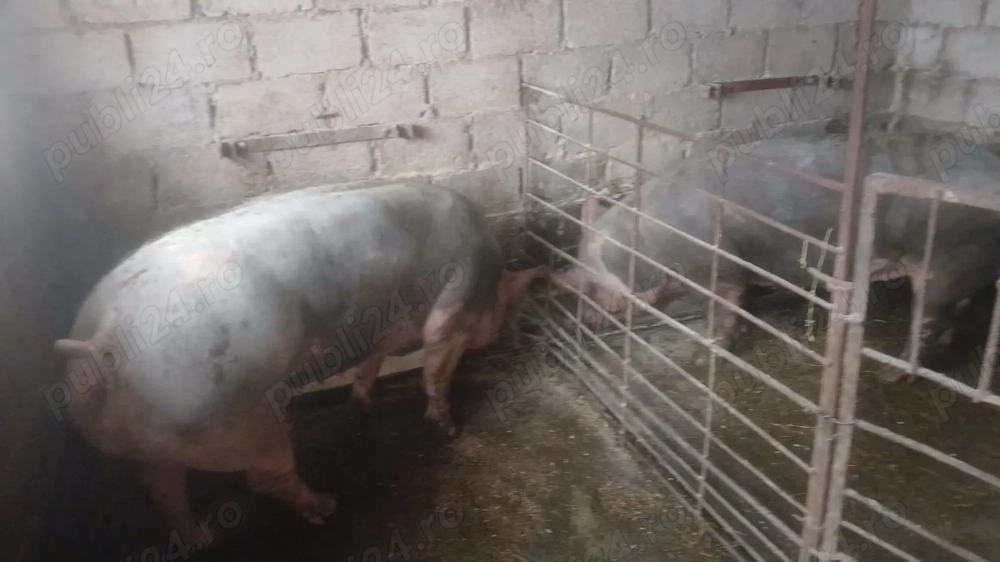 Scroafe pietrean belgian 